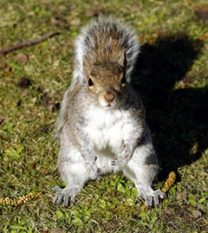 In the News: Rossana Ceruzzi Is "Crazy" A real squirrel, not just someone who acts with as much common sense.